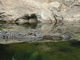 Caimán del Mississippi<br />(Alligator mississippiensis)