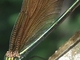 <i>Calopteryx virgo</i>