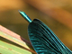 <i>Calopteryx virgo</i>