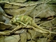 Camaleón del Yemen<br />(Chamaeleo calyptratus)