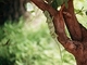 Camaleón grácil<br />(Chamaeleo gracilis)