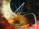 Camarón de antenas largas<br />(Stenopus spinosus)
