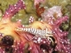 Camarón de crinoideo<br />(Periclimenes amboinensis)