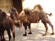 Camello<br />(Camelus bactrianus)