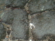 Cangrejito ciego de los Jameos<br />(Munidopsis polymorpha)