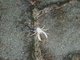 Cangrejito ciego de los Jameos<br />(Munidopsis polymorpha)