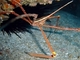 Cangrejo araña flecha<br />(Stenorhynchus lanceolatus)