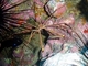 Cangrejo araña flecha<br />(Stenorhynchus lanceolatus)