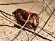Cangrejo de río americano<br />(Procambarus clarkii)