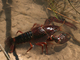 Cangrejo de río americano<br />(Procambarus clarkii)