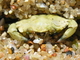 Cangrejo verde europeo<br />(Carcinus maenas)