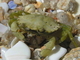 Cangrejo verde europeo<br />(Carcinus maenas)