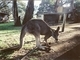 Canguro gris gigante<br />(Macropus giganteus)