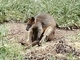 Canguro gris occidental<br />(Macropus fuliginosus)