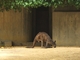 Canguro gris occidental<br />(Macropus fuliginosus)