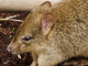 Canguro rata cola de cepillo<br />(Bettongia penicillata)