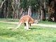 Canguro rojo<br />(Macropus rufus)