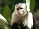 Capuchino de cara blanca<br />(Cebus capucinus)