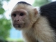 Capuchino de cara blanca<br />(Cebus capucinus)