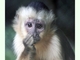 Capuchino de frente blanca<br />(Cebus albifrons)