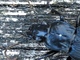 Cárabo negro<br />(Pterostichus niger)
