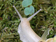 Caracol de labio blanco<br />(Cepaea hortensis)