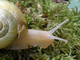Caracol de labio blanco<br />(Cepaea hortensis)