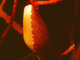 Caracolilla de las gorgonias<br />(Simnia spelta)