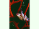 Caracolilla de las gorgonias<br />(Simnia spelta)
