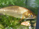 Carpín dorado<br />(Carassius auratus)