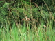 Carricero común<br />(Acrocephalus scirpaceus)