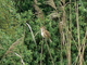 Carricero común<br />(Acrocephalus scirpaceus)