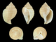 Casco<br />(Galeodea echinophora)