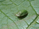 Casida de los cardos<br />(Cassida rubiginosa)