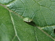 Casida de los cardos<br />(Cassida rubiginosa)
