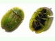 Casida verde<br />(Cassida viridis)