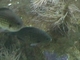 Castañuela común<br />(Chromis chromis)