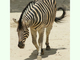 Cebra común<br />(Equus burchellii)