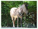 Cebra de montaña<br />(Equus zebra)