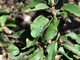 Cejialba<br />(Callophrys rubi)