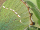 Cejialba<br />(Callophrys rubi)