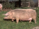 Cerdo doméstico<br />(Sus domesticus)