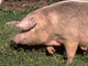 Cerdo doméstico<br />(Sus domesticus)