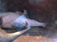 Cerdo hormiguero<br />(Orycteropus afer)