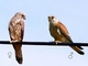 Cernícalo primilla<br />(Falco naumanni)