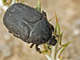 Cetonia negra<br />(Protaetia morio)