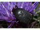 Cetonia negra<br />(Protaetia morio)