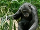 Chimpancé común<br />(Pan troglodytes)