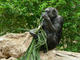 Chimpancé común<br />(Pan troglodytes)