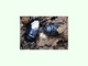 Chinche cavadora negra<br />(Cydnus aterrimus)